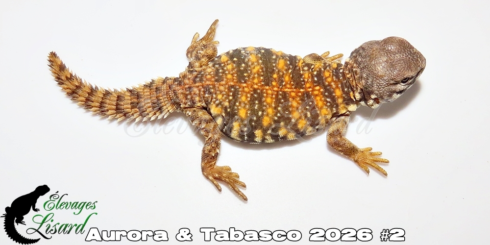 Élevages Lisard - Aurora&Tabasco2026#2