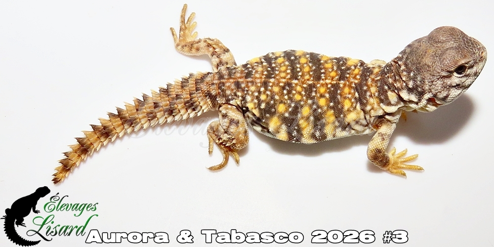 Élevages Lisard - Aurora&Tabasco2026#3