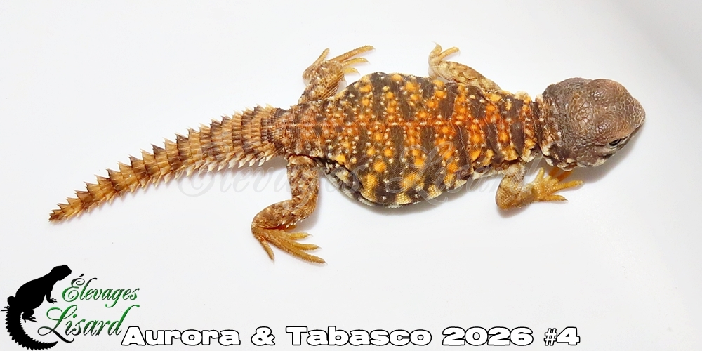 Élevages Lisard - Aurora&Tabasco2026#4