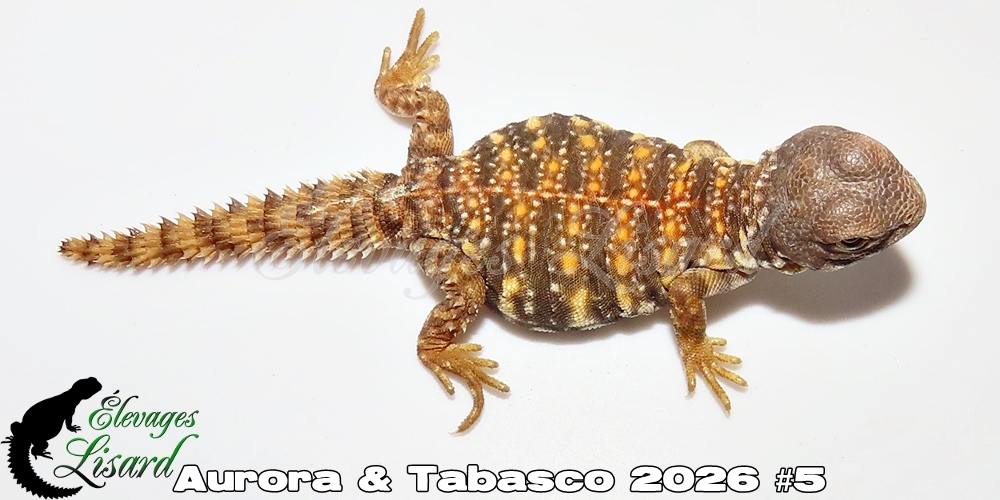 Élevages Lisard - Aurora&Tabasco2026#5
