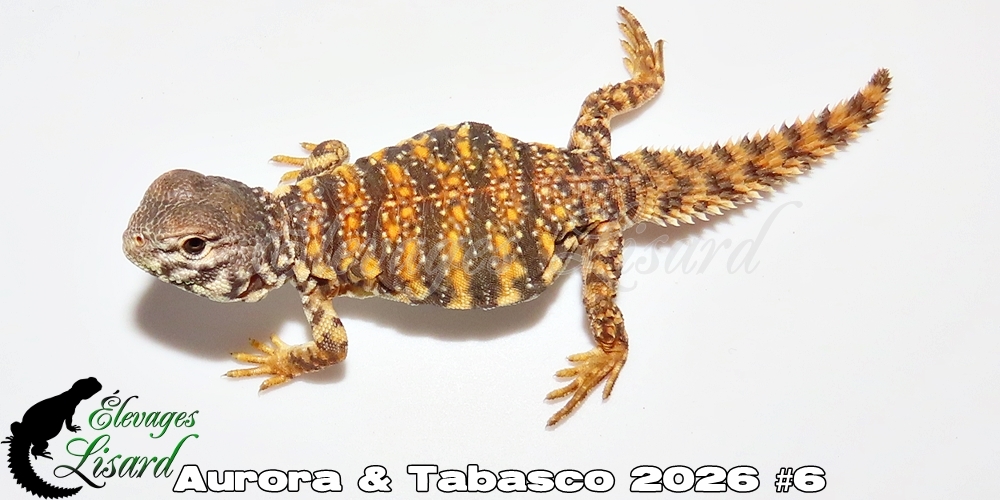 Élevages Lisard - Aurora&Tabasco2026#6