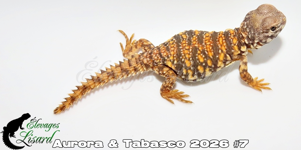 Élevages Lisard - Aurora&Tabasco2026#7