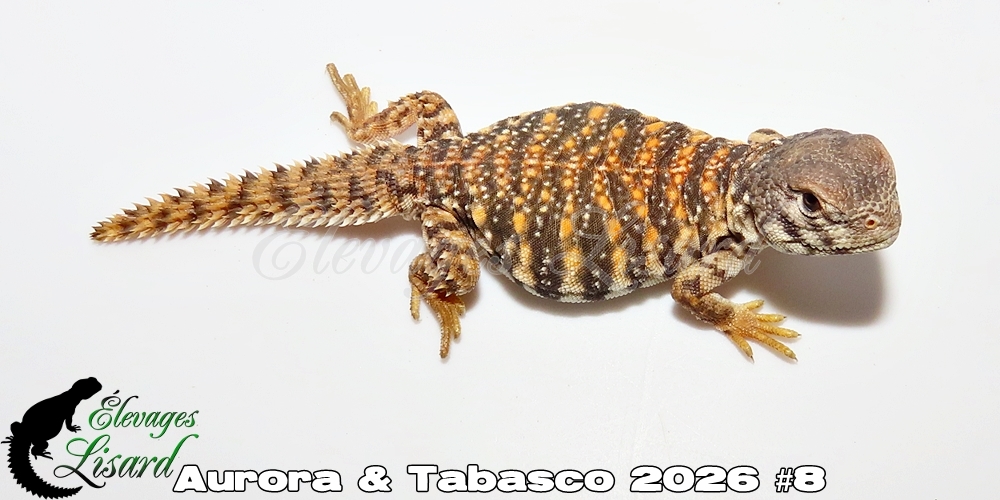Élevages Lisard - Aurora&Tabasco2026#8