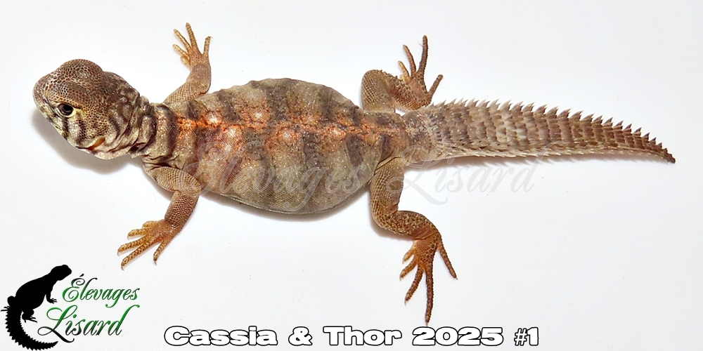 Élevages Lisard - Cassia&Thor2025#1
