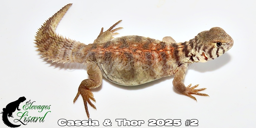 Élevages Lisard - Cassia&Thor2025#2
