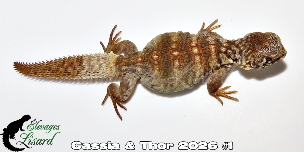 Élevages Lisard - Cassia&Thor2026#1