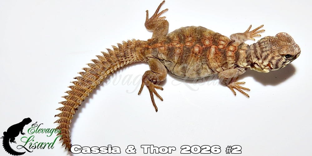 Élevages Lisard - Cassia&Thor2026#2