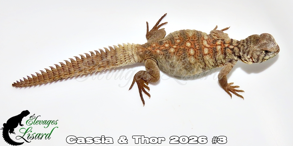 Élevages Lisard - Cassia&Thor2026#3