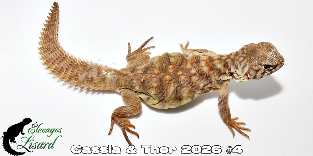 Élevages Lisard - Cassia&Thor2026#4