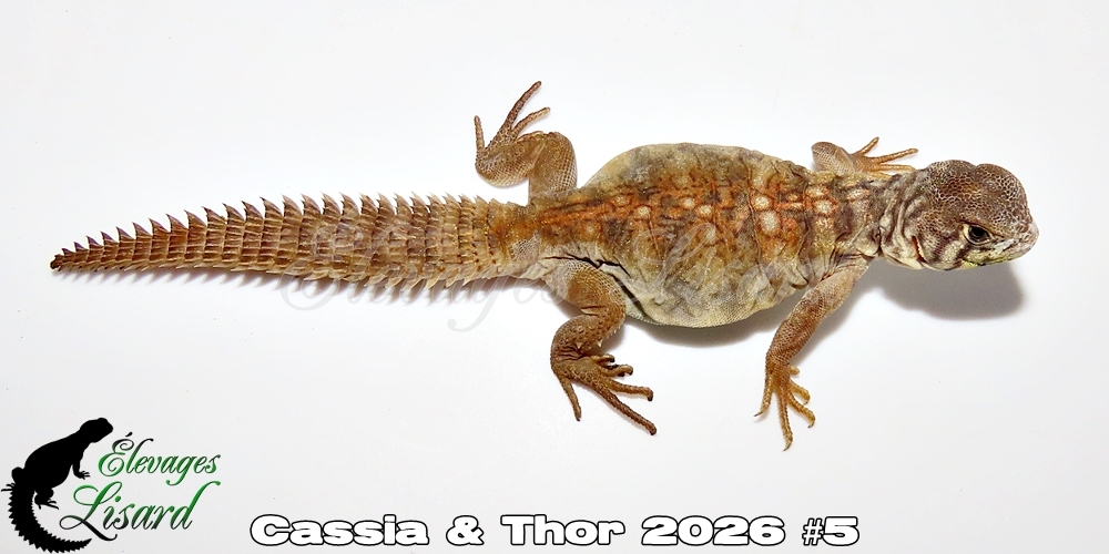 Élevages Lisard - Cassia&Thor2026#5