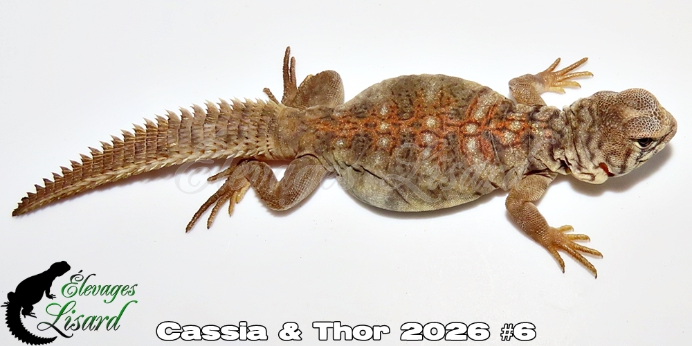 Élevages Lisard - Cassia&Thor2026#6