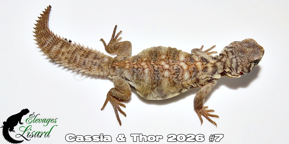 Élevages Lisard - Cassia&Thor2026#7
