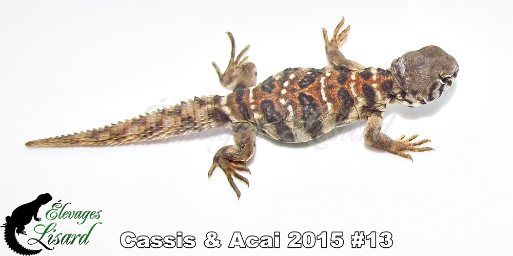 Élevages Lisard - Cassis&Acai2015#13