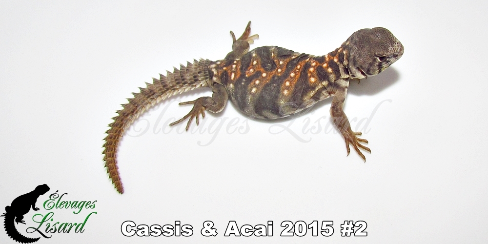 Élevages Lisard - Cassis&Acai2015#2