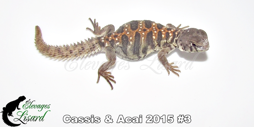 Élevages Lisard - Cassis&Acai2015#3