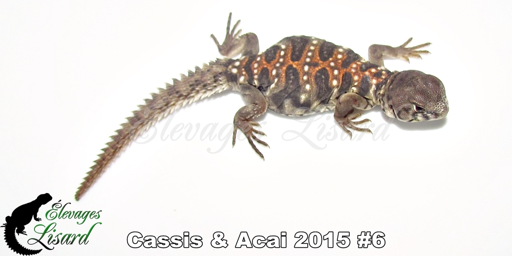 Élevages Lisard - Cassis&Acai2015#6