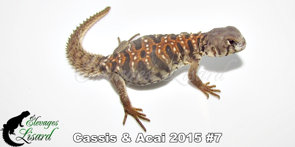 Élevages Lisard - Cassis&Acai2015#7