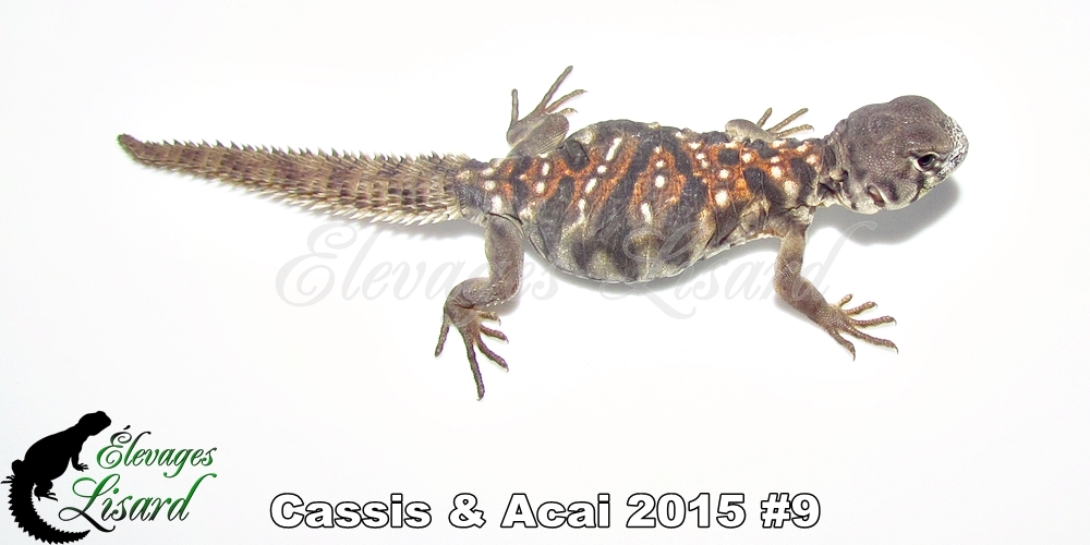 Élevages Lisard - Cassis&Acai2015#9