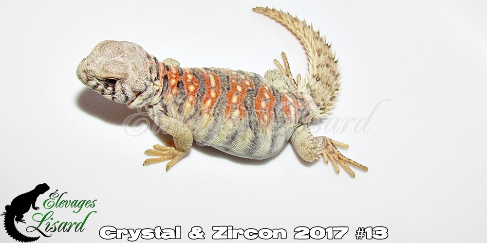 Élevages Lisard - Crystal&Zircon2017#13