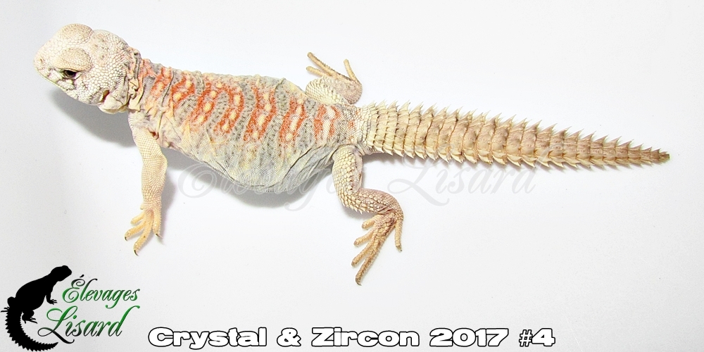 Élevages Lisard - Crystal&Zircon2017#4