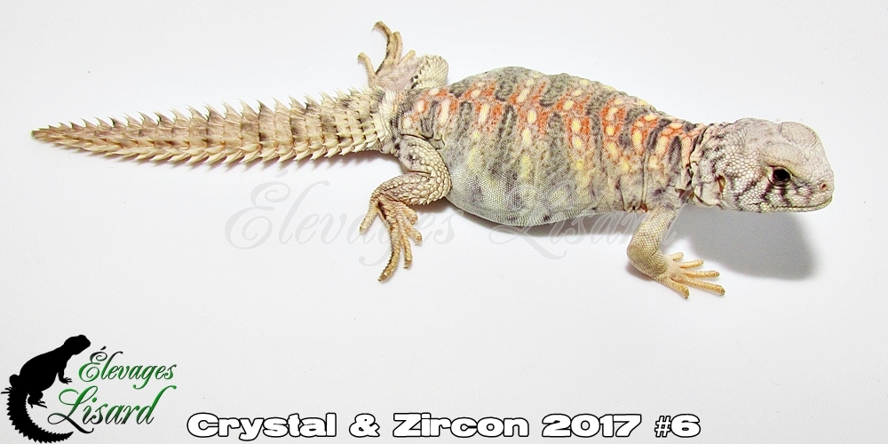 Élevages Lisard - Crystal&Zircon2017#6
