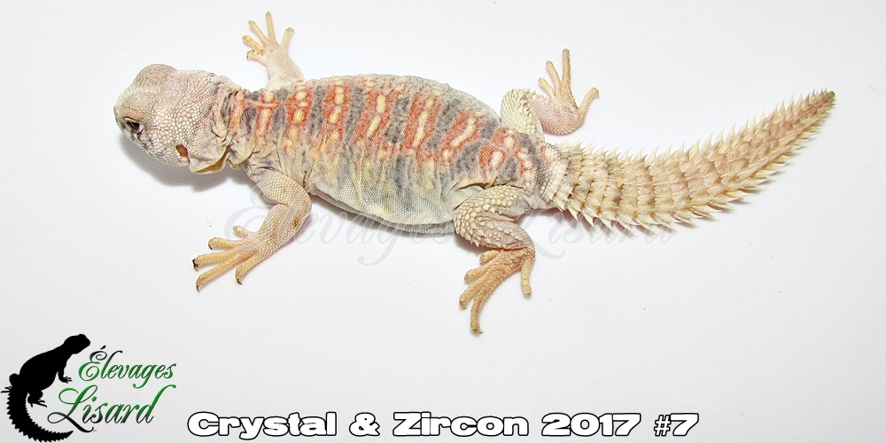 Élevages Lisard - Crystal&Zircon2017#7