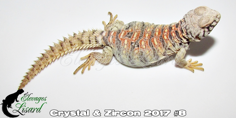 Élevages Lisard - Crystal&Zircon2017#8