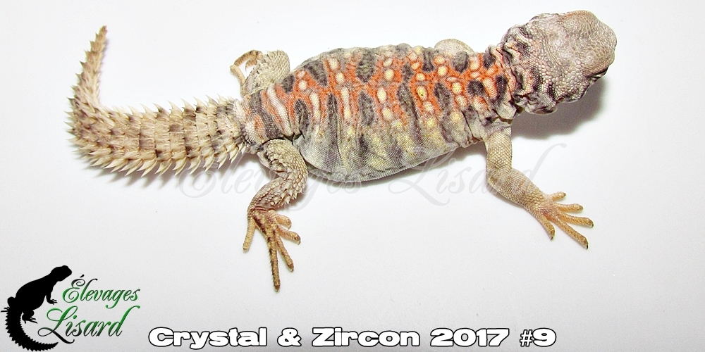Élevages Lisard - Crystal&Zircon2017#9