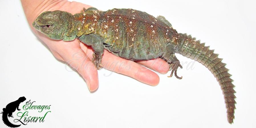 Acacia - 2018 - Uromastyx ocellata