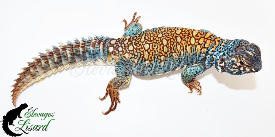 Bleuet - 2026 - Uromastyx ornata philbyi
