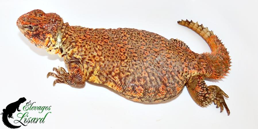 Cayenne - 2025 - Uromastyx geyri