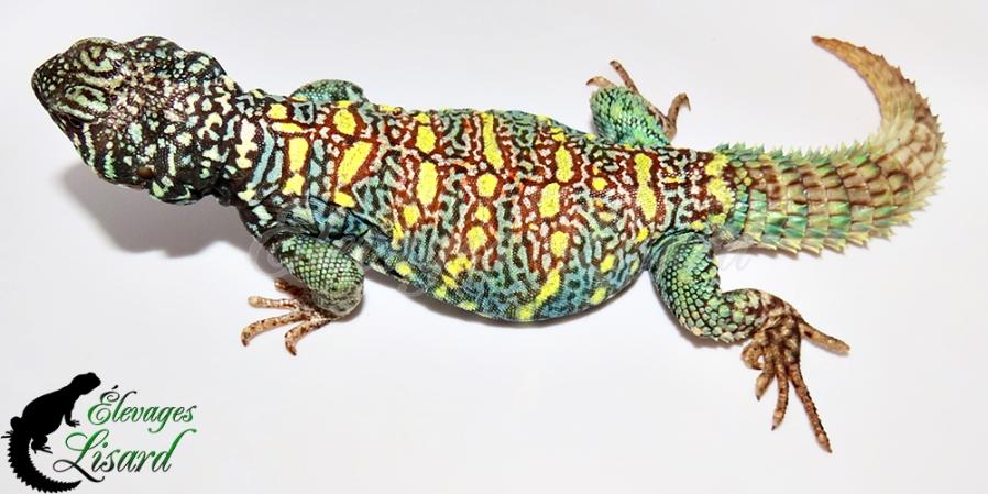 Dug - 2026 - Uromastyx ornata ornata