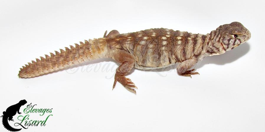 Cesar - 2018 - Uromastyx yemenensis