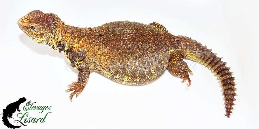 Honeycomb- 2025 - Uromastyx geyri