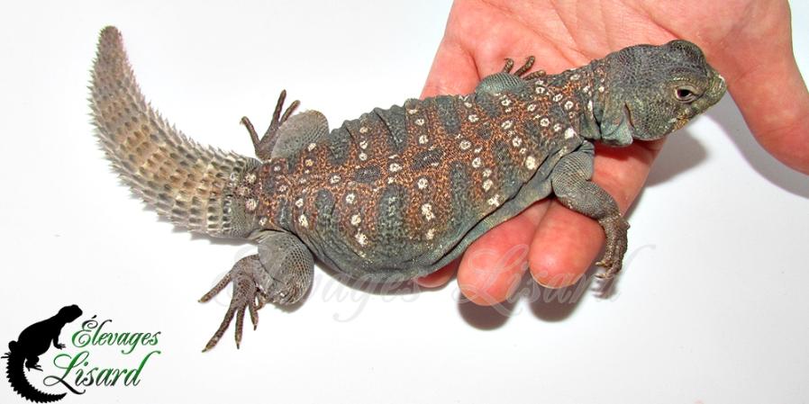 Iris - 2017 - Uromastyx ocellata