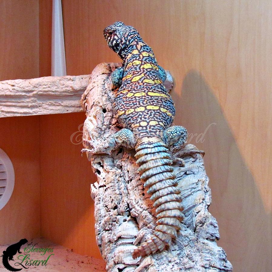 Jasper - 2020 - Uromastyx ornata