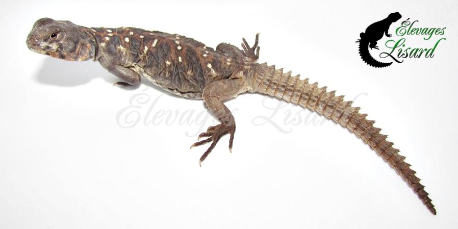 Lizzy - 2015 - Uromastyx ocellata