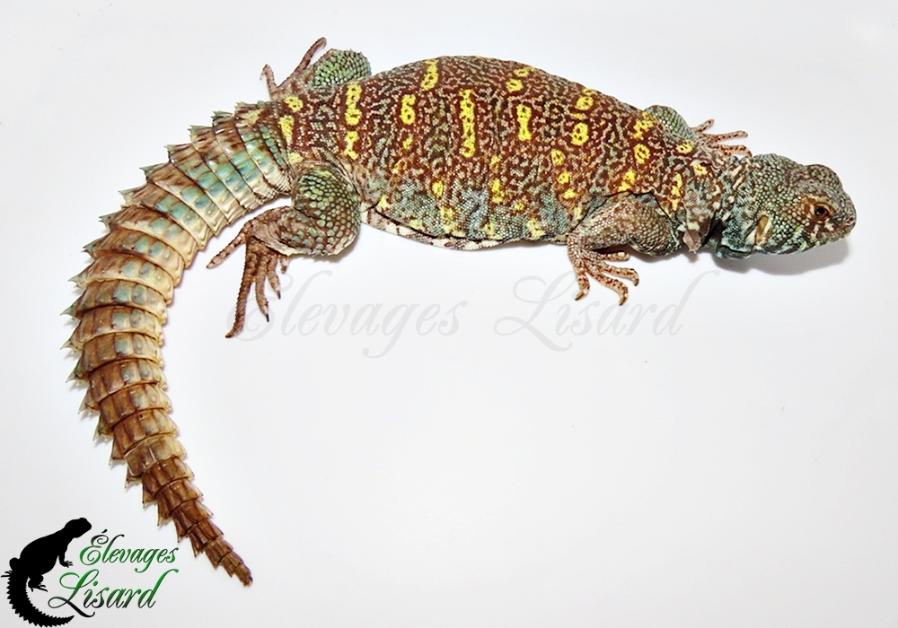 Nugget - 2026 - Uromastyx ornata ornata