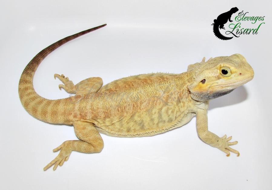 Peach - 2015 - Pogona vitticeps