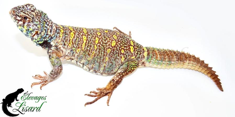Petite Tortue - 2026 - Uromastyx ornata ornata
