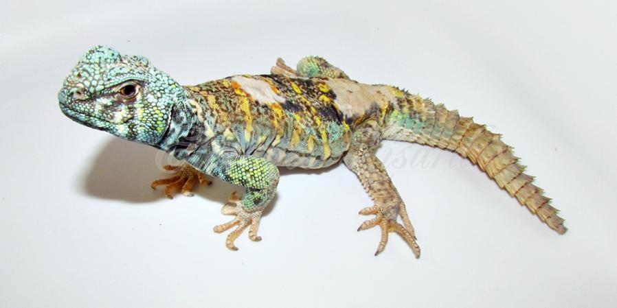 Scoli - 2014 - Uromastyx ornata ornata