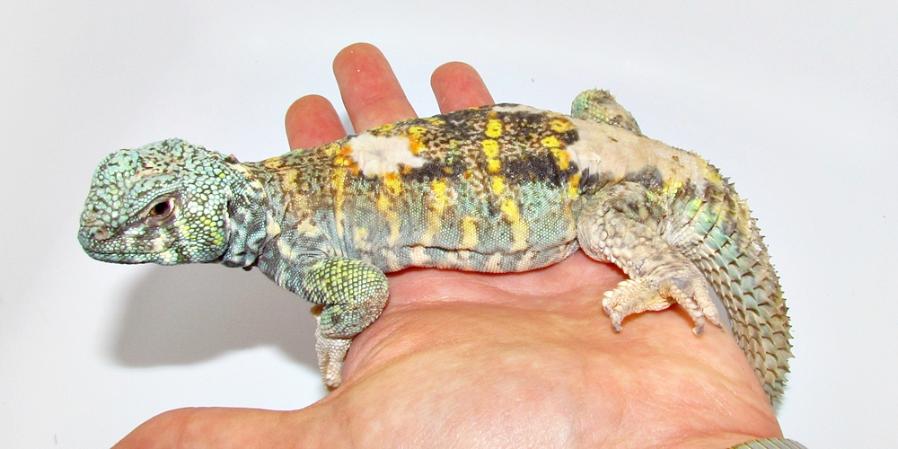 Scoli - 2014 - Uromastyx ornata ornata