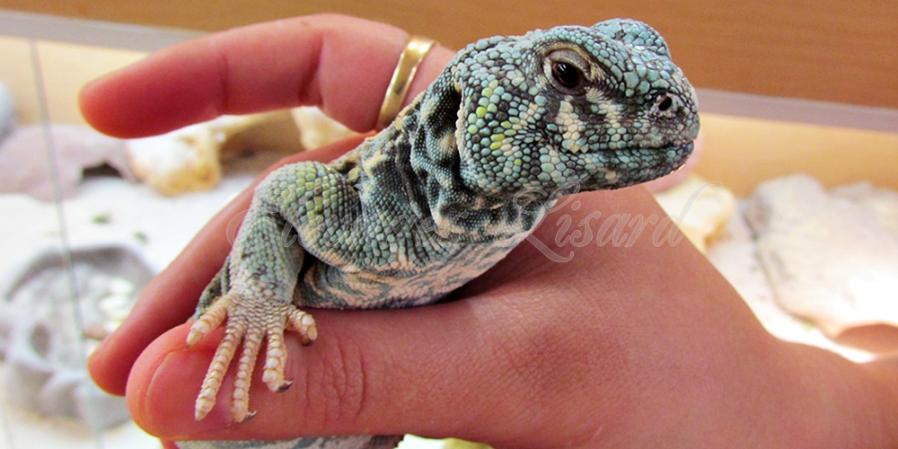 Scoli - 2014 - Uromastyx ornata ornata