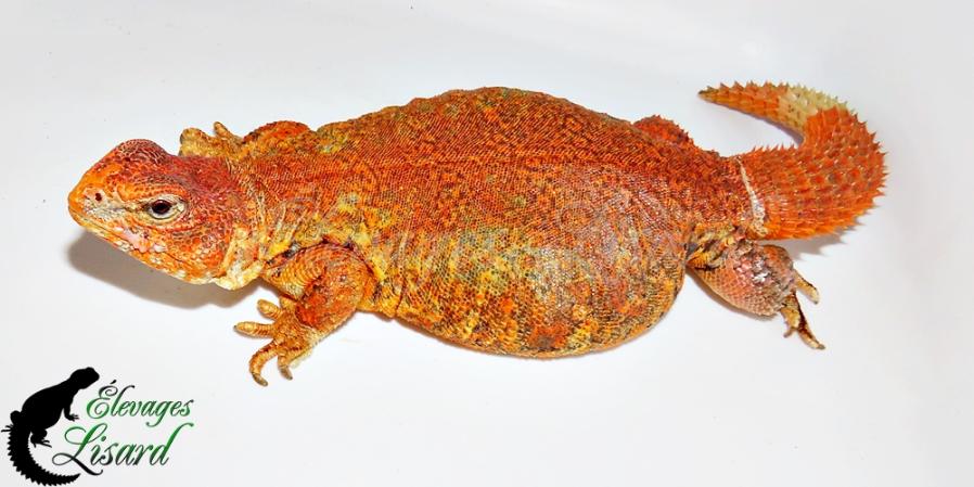 Sunkist - 2025 - Uromastyx geyri