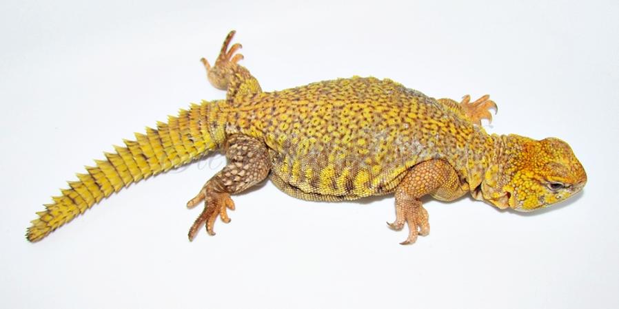 Sunrise - 2014 - Uromastyx geyri