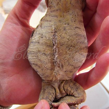 Sunrise - 2014 - Uromastyx geyri