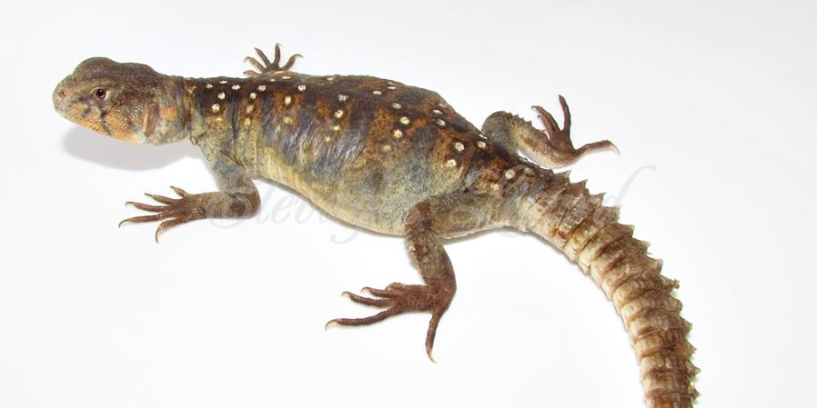 Uocellata - 2014 - Uromastyx ocellata