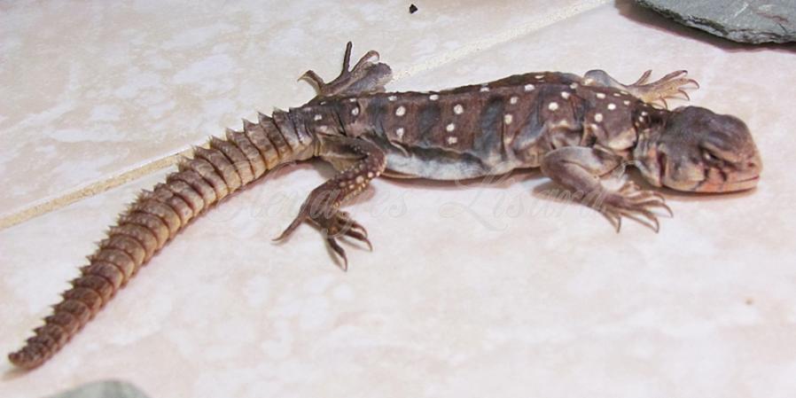 Uocellata - 2014 - Uromastyx ocellata