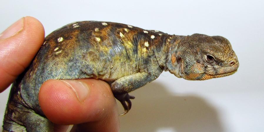 Uocellata - 2014 - Uromastyx ocellata