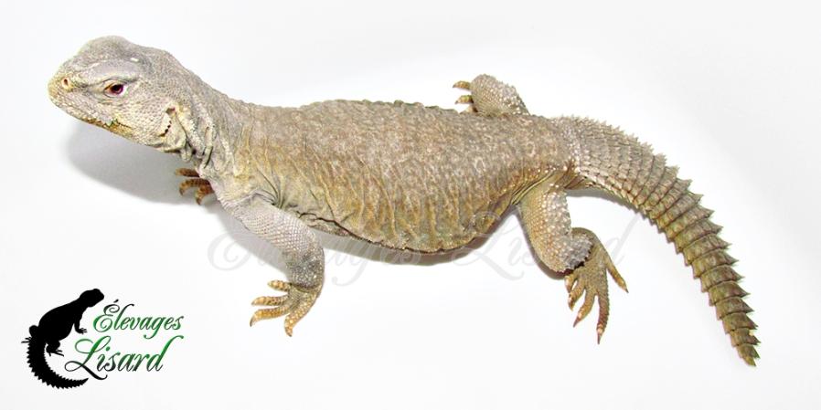 Rocky - 2017 - Uromastyx aegyptia